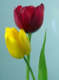 Tulpenimpressionen/9590152