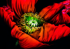 MOHN-SÜCHTIG 3/9598038