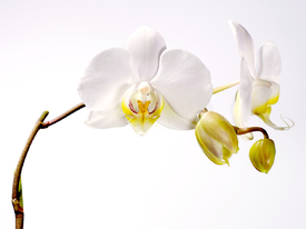 Orchidee/9599328