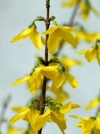 Forsythien/9606796