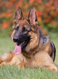 Schäferhund/9634368