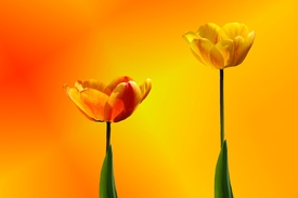 Tulpenfeuer/9634994
