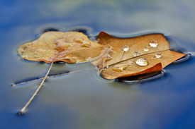 Herbsterinnerung/9665222