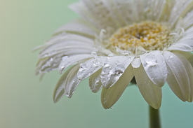 Tropfen mit Spiegelung einer weißen Gerbera/9731168