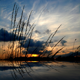 Gräser im Abendlicht/9774334