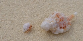 Muschelzwerg/9798984