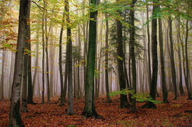 Blick in den Nebelwald/9811682