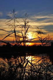 Sunnydreams/9814820