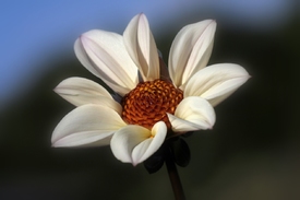 Sonnenkind/9817758