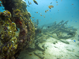 Korallenbewachsenes Schiffswrack/9826488