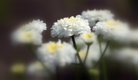 Blütenrausch/9829244