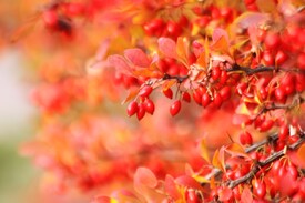 Herbstfrüchte/9832186