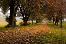 Herbstlicher Alleenzauber/9832490