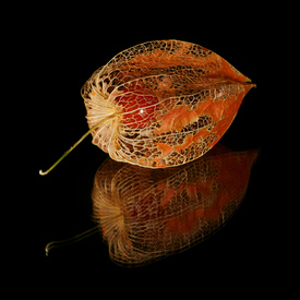 Physalis/9833090