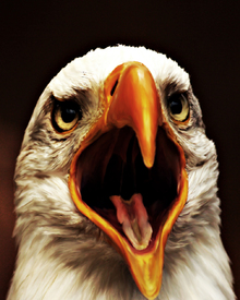 Eagle Scream/9842122