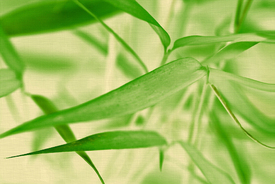Bambus/9843692