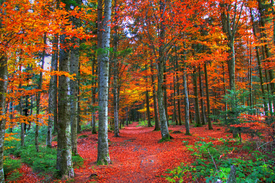 Durch den Herbstwald (HDR)/9860366