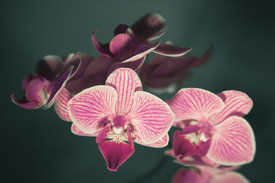 Die Eleganz der Orchideen | 02/9860984