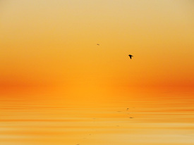 Daydreams/9861406