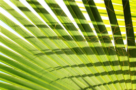 Schattenpalme/9864590