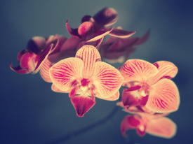 Die Eleganz der Orchideen | 04/9865830
