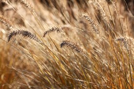 Lampenputzergras (Pennisetum alopecuroides)/9866752