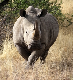 Nashornbulle in Namibia/9873198