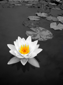 Seerose/9878178