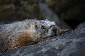 Yellow Bellied Marmot/9880546