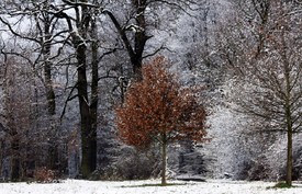 Winterfarben/9883586