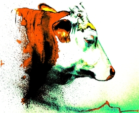 Ilse/9884872