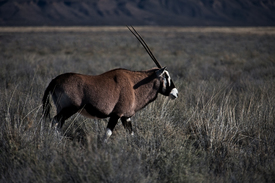 oryx in new mexico/9886194