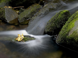 lonely leaf/9891730