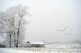 Zugvögel im Winter/9925586
