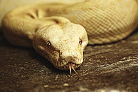 Albino Boa/9929706