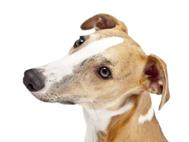 Whippet/9943817