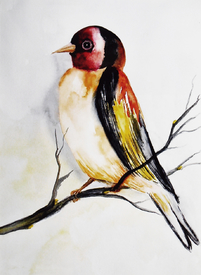 Kleiner Singvogel - Aquarell/9950361