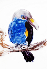 Tucan - Aquarell/9950891