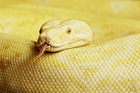 Albino Boa/9968911