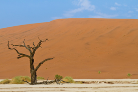 Dead Vlei/9978161