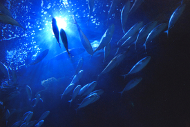 Mediterranean Blue Fin Tuna, underwater scene/9983024