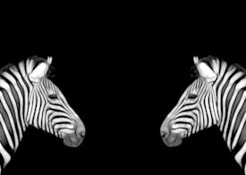 Zebra Zwilling/10005183