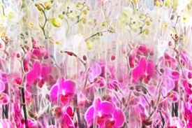 Orchidee - Panorama/10011281