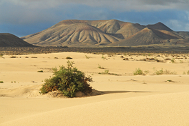 Dünenlandschaft mit Vulkanbergen auf Fuerteventura/10013027