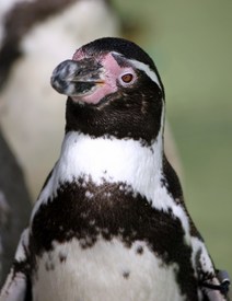 Pinguin/10025957