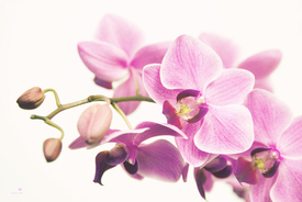 Orchidee /10034803