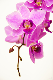 Orchidee/10035191