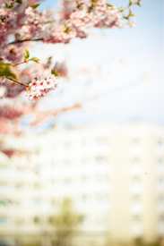 Frühling im Park/10054667