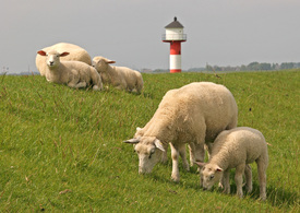 Schafe und Leuchtturm auf einem Elb-Deich  /10071851