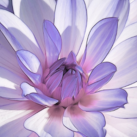 Dahlie/10075209